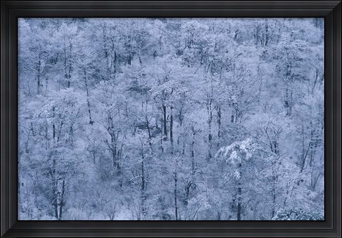 Framed Forest Covered with Snow, Mt Huangshan (Yellow Mountain), China Print