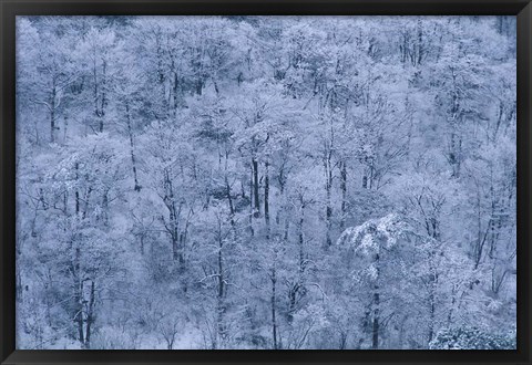 Framed Forest Covered with Snow, Mt Huangshan (Yellow Mountain), China Print