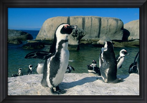 Framed African Penguins, South Africa Print