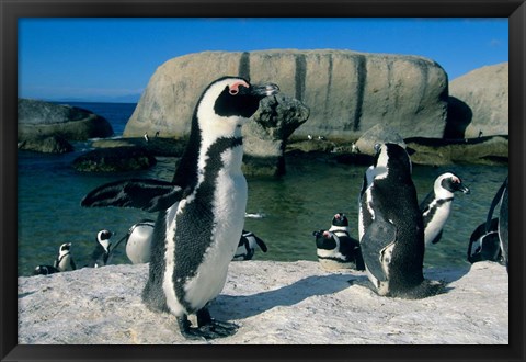 Framed African Penguins, South Africa Print