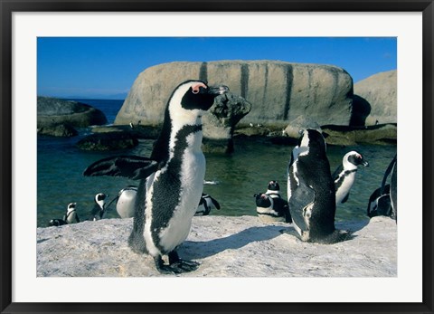 Framed African Penguins, South Africa Print