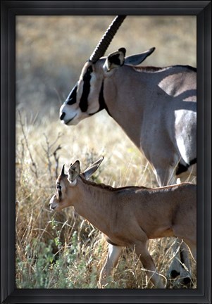 Framed Beisa Oryx and Calf, Kenya Print