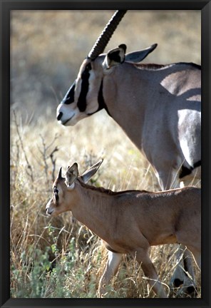 Framed Beisa Oryx and Calf, Kenya Print