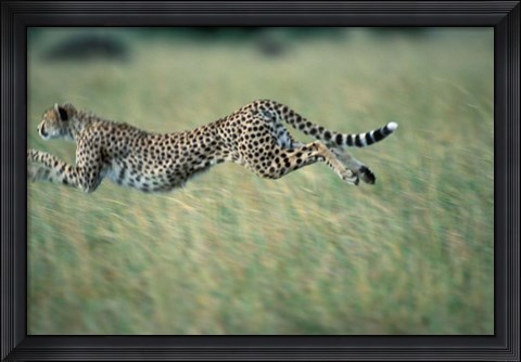 Framed Cheetah Running After Prey, Masai Mara Game Reserve, Kenya Print