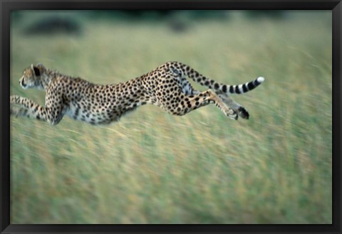 Framed Cheetah Running After Prey, Masai Mara Game Reserve, Kenya Print