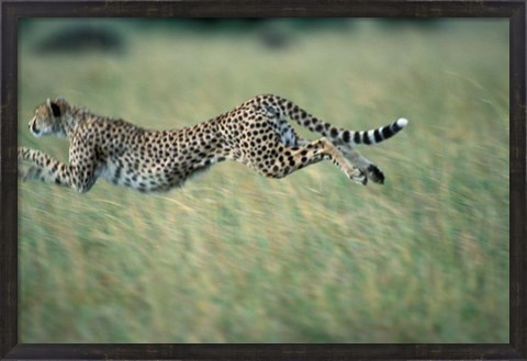 Framed Cheetah Running After Prey, Masai Mara Game Reserve, Kenya Print