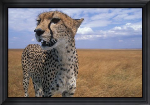 Framed Cheetah, Kenya Print