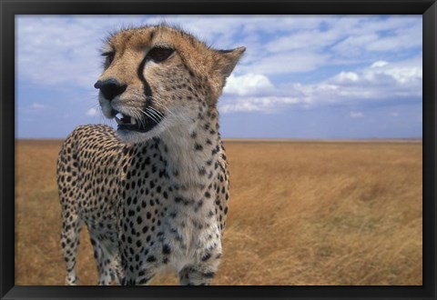 Framed Cheetah, Kenya Print