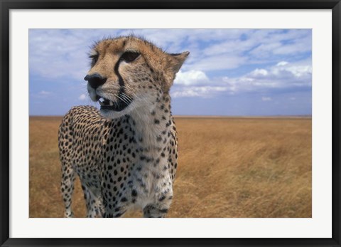 Framed Cheetah, Kenya Print