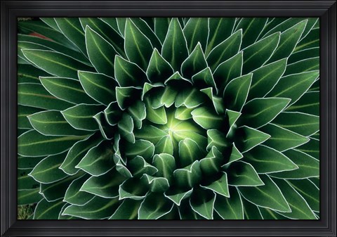 Framed Giant Lobelia flower, Mount Kenya NPk, Kenya Print
