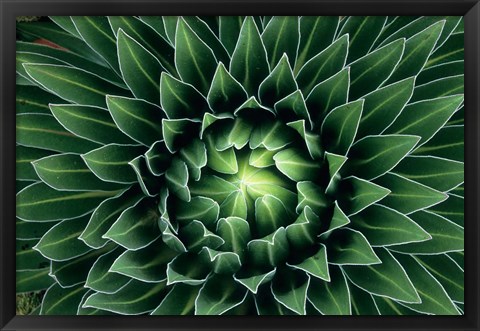 Framed Giant Lobelia flower, Mount Kenya NPk, Kenya Print