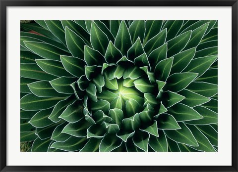 Framed Giant Lobelia flower, Mount Kenya NPk, Kenya Print