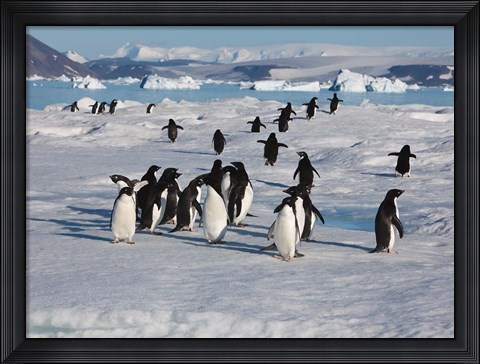 Framed Adelie Penguins, Devil Island, Antartica Print