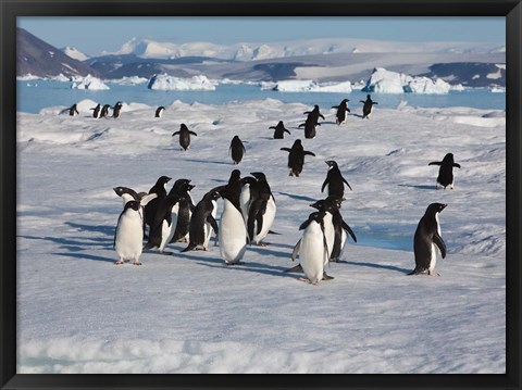 Framed Adelie Penguins, Devil Island, Antartica Print