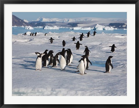 Framed Adelie Penguins, Devil Island, Antartica Print