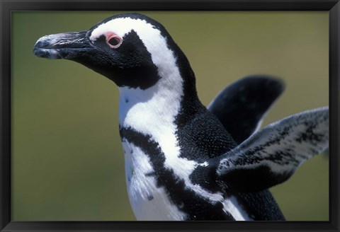 Framed African Penguin at Boulders Beach, Table Mountain National Park, South Africa Print