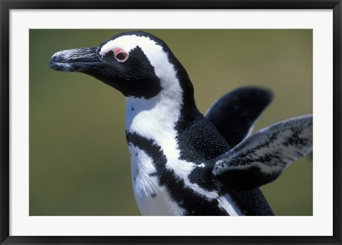 Framed African Penguin at Boulders Beach, Table Mountain National Park, South Africa Print