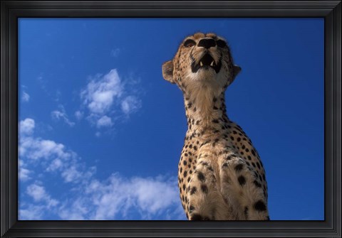 Framed Cheetah Watching Surrounding Savanna, Masai Mara Game Reserve, Kenya Print