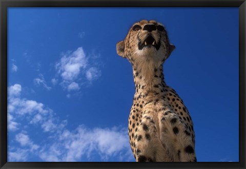 Framed Cheetah Watching Surrounding Savanna, Masai Mara Game Reserve, Kenya Print