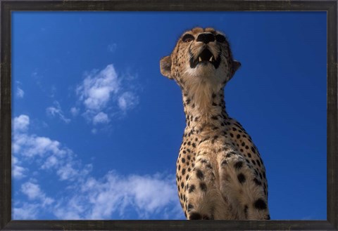 Framed Cheetah Watching Surrounding Savanna, Masai Mara Game Reserve, Kenya Print