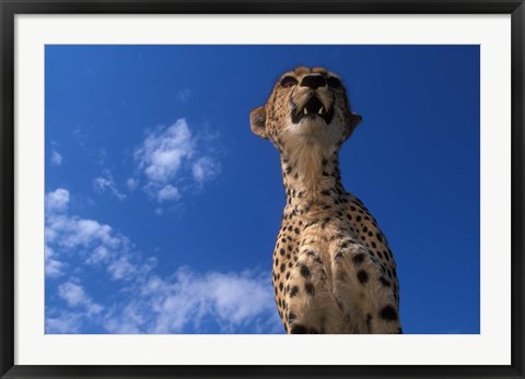 Framed Cheetah Watching Surrounding Savanna, Masai Mara Game Reserve, Kenya Print