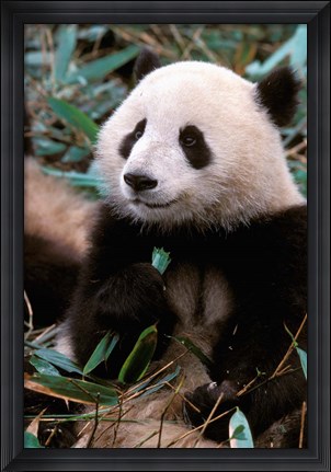 Framed China, Chengdu, Panda Sanctuary, Panda bear Print
