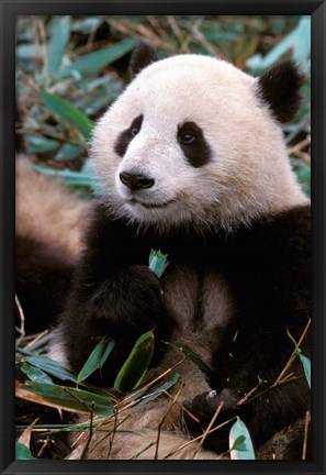 Framed China, Chengdu, Panda Sanctuary, Panda bear Print