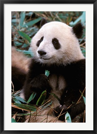 Framed China, Chengdu, Panda Sanctuary, Panda bear Print