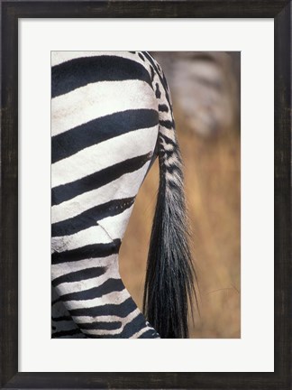 Framed Close-Up of Plains Zebra, Masai Mara Game Reserve, Kenya Print
