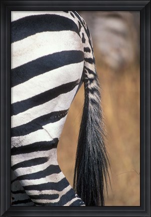 Framed Close-Up of Plains Zebra, Masai Mara Game Reserve, Kenya Print