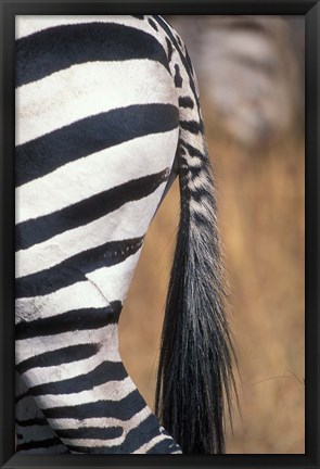 Framed Close-Up of Plains Zebra, Masai Mara Game Reserve, Kenya Print