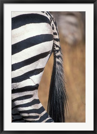 Framed Close-Up of Plains Zebra, Masai Mara Game Reserve, Kenya Print