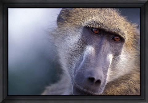 Framed Chacma Baboon, Chobe River, Chobe National Park, Botswana Print