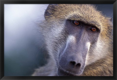 Framed Chacma Baboon, Chobe River, Chobe National Park, Botswana Print