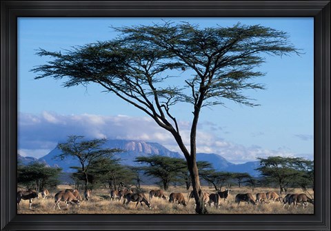 Framed Herd of Gemsbok Feeding, Buffalo Springs Game Reserve, Kenya Print