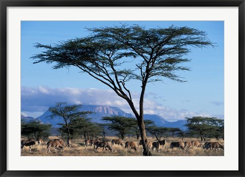 Framed Herd of Gemsbok Feeding, Buffalo Springs Game Reserve, Kenya Print