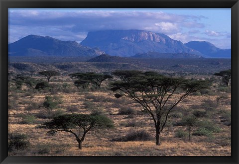 Framed Acacia and Distant Massif North of Mt Kenya, Samburu National Reserve, Kenya Print