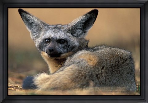 Framed Bat Eared Fox Rests on Savanna, Masai Mara Game Reserve, Kenya Print
