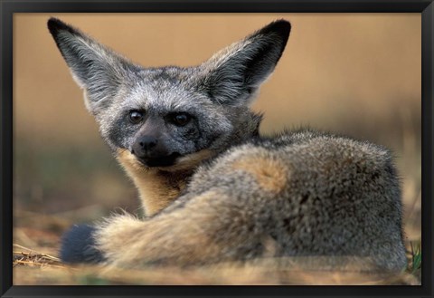 Framed Bat Eared Fox Rests on Savanna, Masai Mara Game Reserve, Kenya Print