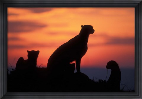 Framed Cheetah Silhouetted By Sunset, Masai Mara Game Reserve, Kenya Print