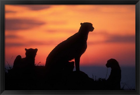 Framed Cheetah Silhouetted By Sunset, Masai Mara Game Reserve, Kenya Print