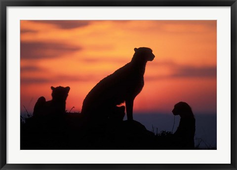 Framed Cheetah Silhouetted By Sunset, Masai Mara Game Reserve, Kenya Print