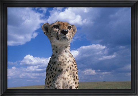 Framed Cheetah Surveying Savanna, Masai Mara Game Reserve, Kenya Print