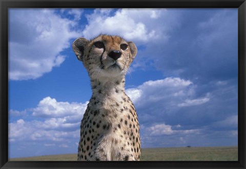 Framed Cheetah Surveying Savanna, Masai Mara Game Reserve, Kenya Print