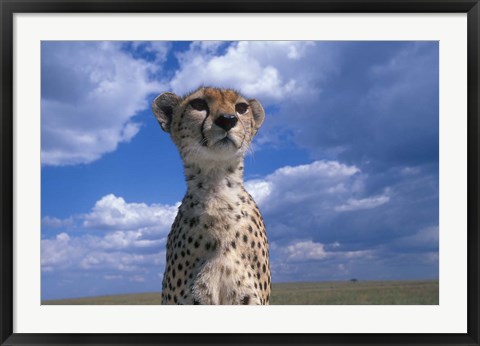 Framed Cheetah Surveying Savanna, Masai Mara Game Reserve, Kenya Print