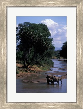 Framed Elephant Herd Along Uaso Nyiro River, Samburu National Reserve, Kenya Print