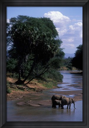 Framed Elephant Herd Along Uaso Nyiro River, Samburu National Reserve, Kenya Print