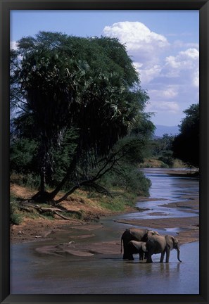 Framed Elephant Herd Along Uaso Nyiro River, Samburu National Reserve, Kenya Print