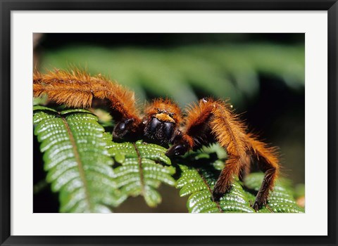 Framed Close-up of Tarantula on Fern, Madagascar Print