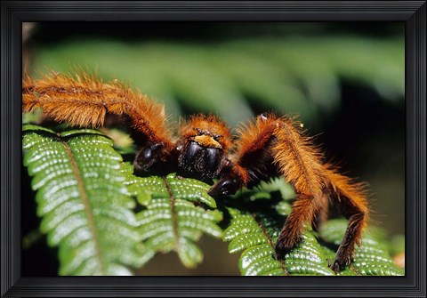 Framed Close-up of Tarantula on Fern, Madagascar Print